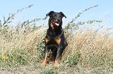 BEAUCERON 185